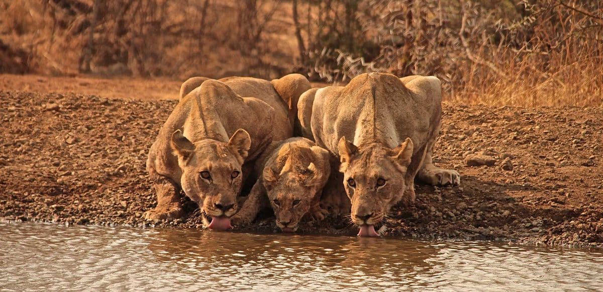 Females lions in the wild at Kruger National Park, offering White River Manor clients the opportunity to witness these magnificent creatures during a safari adventure