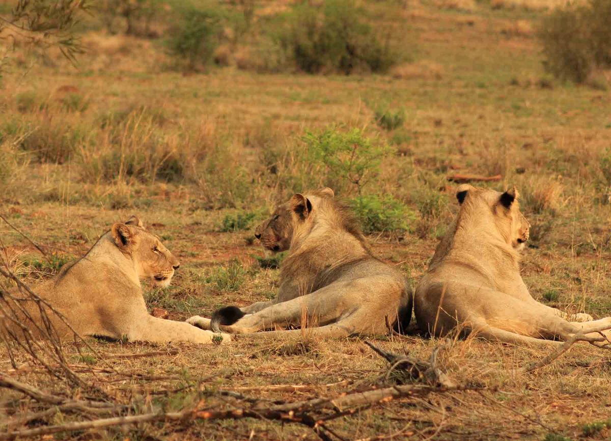 Lions resting - White River Manor