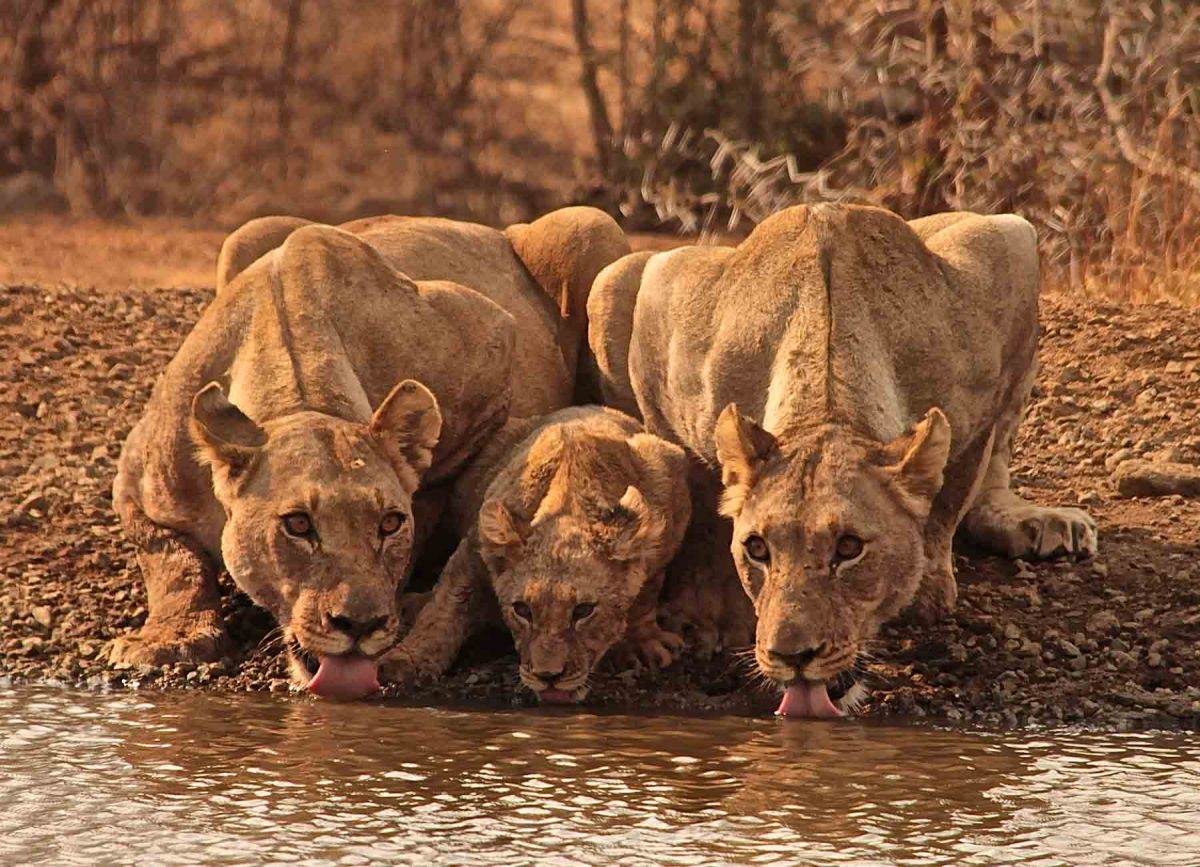 Lions drinking - White River Manor