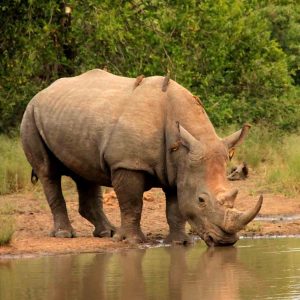 rhino drinking South Africa