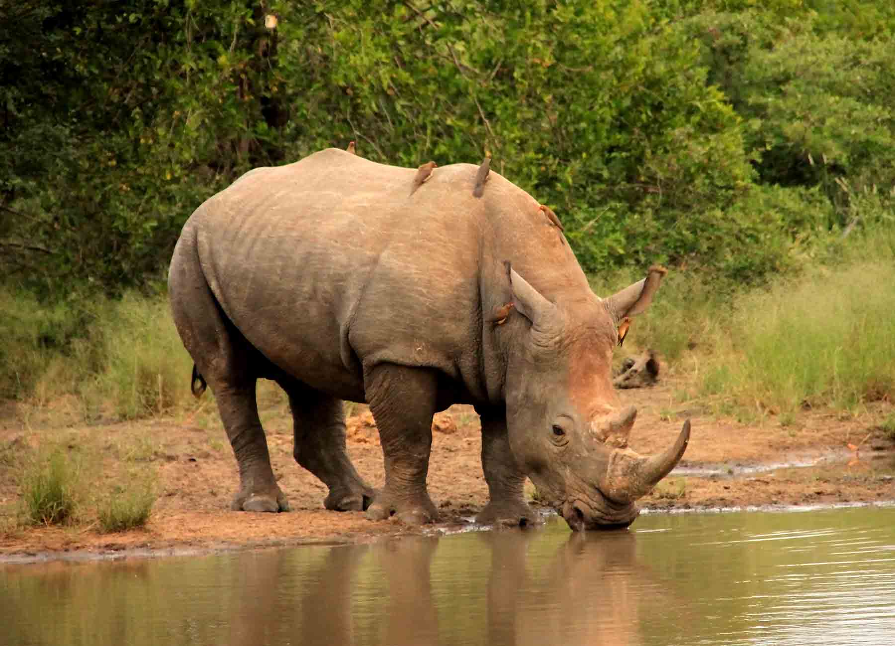 rhino drinking South Africa