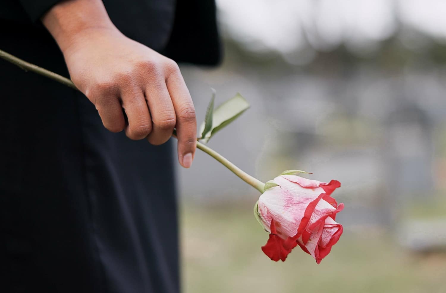 hands of person with rose for remembrance