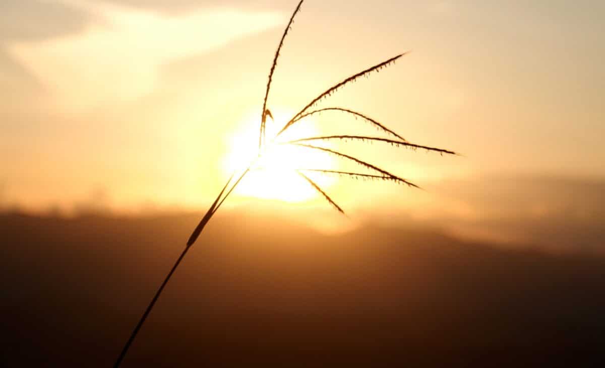 image of blurred sunlight shining on a field