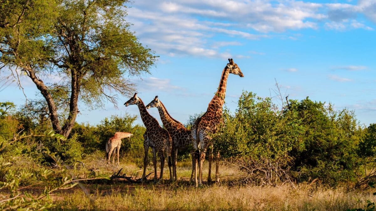 kruger national park giraffes